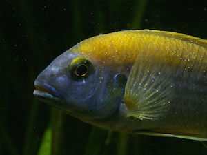 Cichlid affected by common Ick who may need white spot medication