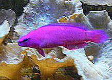 Marine fish are brightly coloured