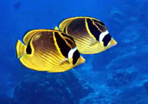 Saltwater fish are generally larger and more expensive than freshwater stock