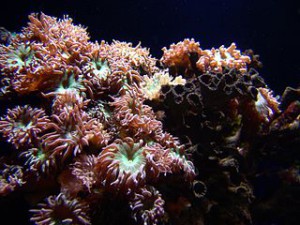 Coral on a reef marine aquarium
