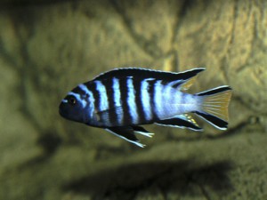 Malawis are territorial fish that are better in a single species aquarium