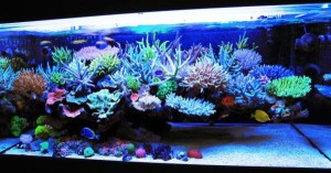 Marine Aquarium Setup (Reef Aquarium)