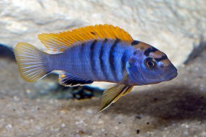 Mbuna cichlid
