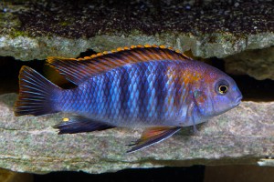 Tropheops Cichlid
