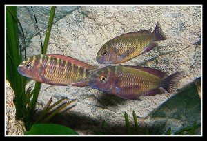 TropheusCichlids