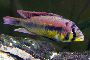West African Cichlid