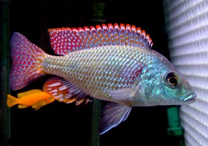 nonMbunaCichlid