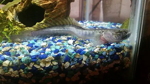 freshwater dragon fish for sale