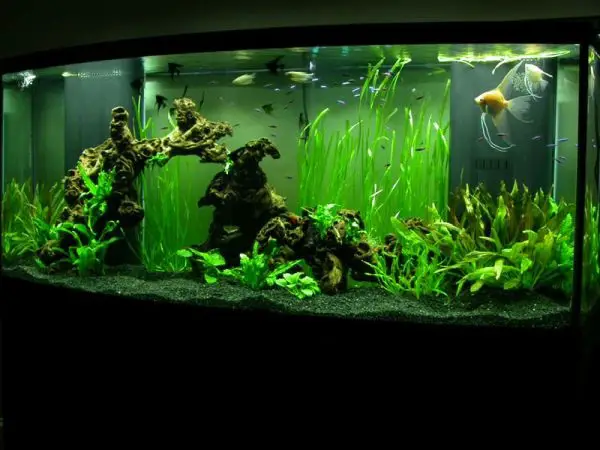 New Tank Syndrome And How To Prevent It - Aquarium Tricks