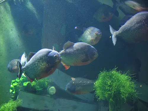Keeping Piranhas In An Aquarium? It's Not So Difficult